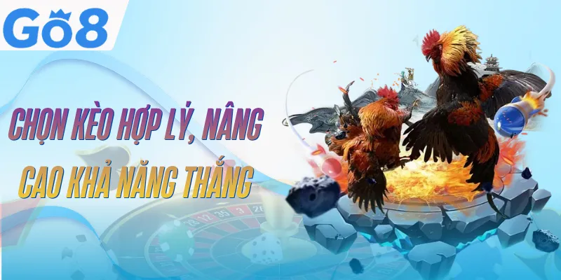 Đá Gà Cựa Dao GO8 | Sàn Đấu Kịch Tính, Tốc Độ Xem 4K 5 da-ga-cua-dao-go8-bi-quyet