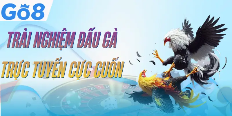 Đá Gà GO8 - 3 Hình Thức So Tài Đầy Kịch Tính Và Quyết Liệt 3 da-ga-go8-uu-diem