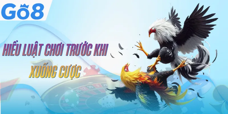 Đá Gà Thomo GO8 | Sân Chơi Chọi Kê Kịch Tính Top 1 3 da-ga-thomo-go8-quy-dinh